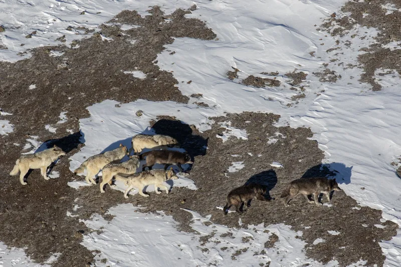 No Mollie's Pack, Yellowstone wolves killed, state reports after hunt area's quick close