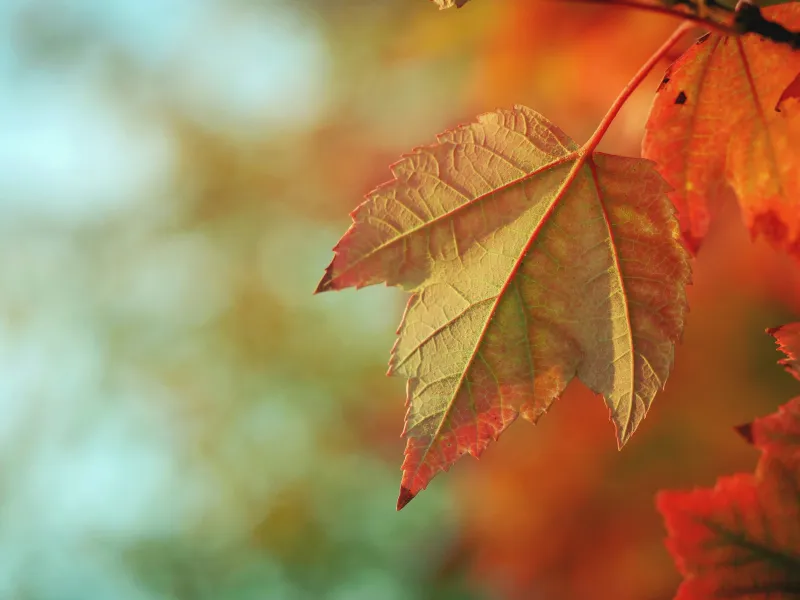 Today Is The First Day of - FALL! 2026