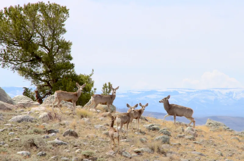 UW research values Wyoming's elk, mule deer and pronghorn at a stunning $6B