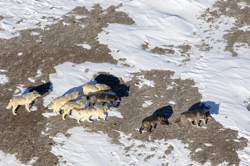No Mollie's Pack, Yellowstone wolves killed, state reports after hunt area's quick close