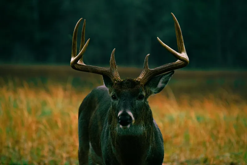 A Ban On Popular Hunting Lures in New York State?