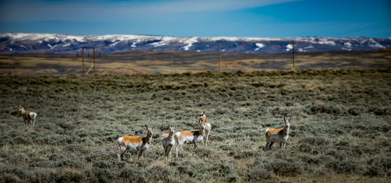 Lawsuit Filed Over Wyoming Migration Corridors