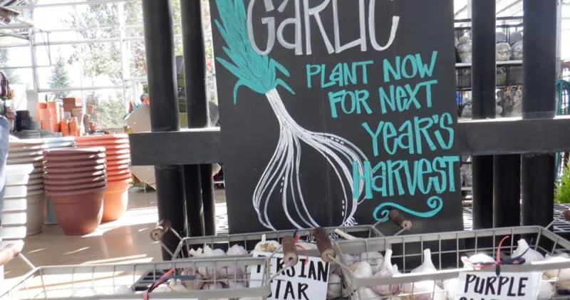 Garlic and shallot planting time arrives