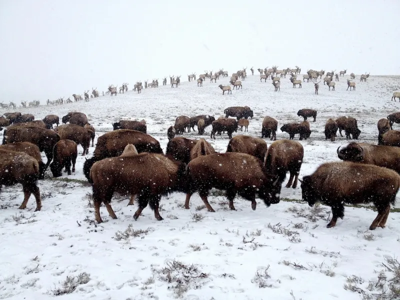 National Elk Refuge fields questions about what feeding elk could mean for Jackson Hole's water