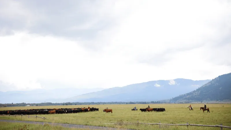 Sunday morning cattle drive to delay traffic on Spring Gulch Road