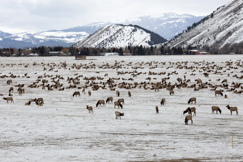 National Elk Refuge fields questions about what feeding elk could mean for Jackson Hole's water