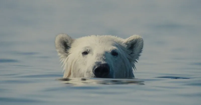 Films show nature's struggles