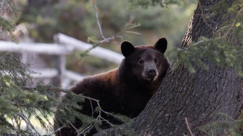 Grand Teton biologists to begin black bear capture efforts on Monday
