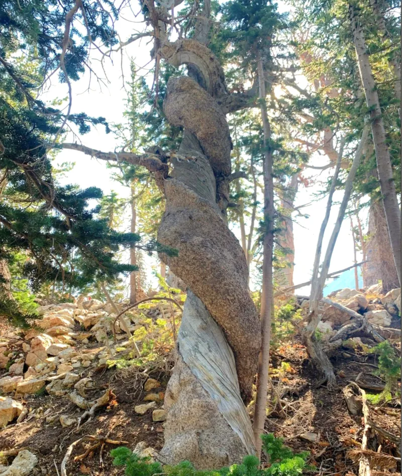 1,289-year-old whitebark pine, oldest on record, found in Grand Teton National Park