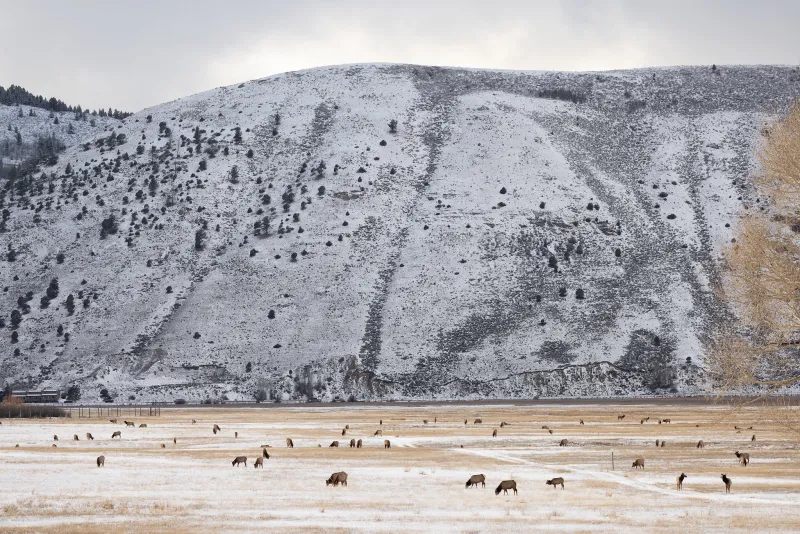National Elk Refuge fields questions about what feeding elk could mean for Jackson Hole's water