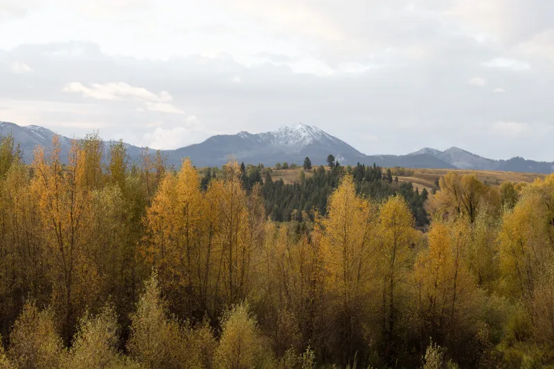 Leaving fallen leaves in place could offer environmental benefits