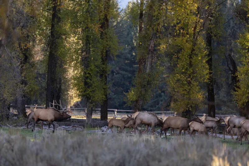SNAPPED: Bull elk wrangles cows, calves