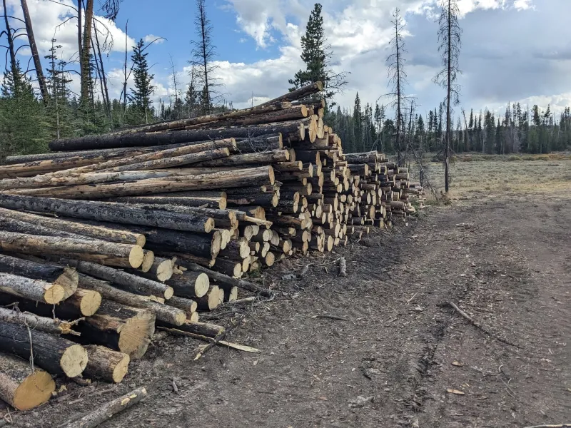 SVI Radio Interview: Wyoming State Forester Kelly Norris