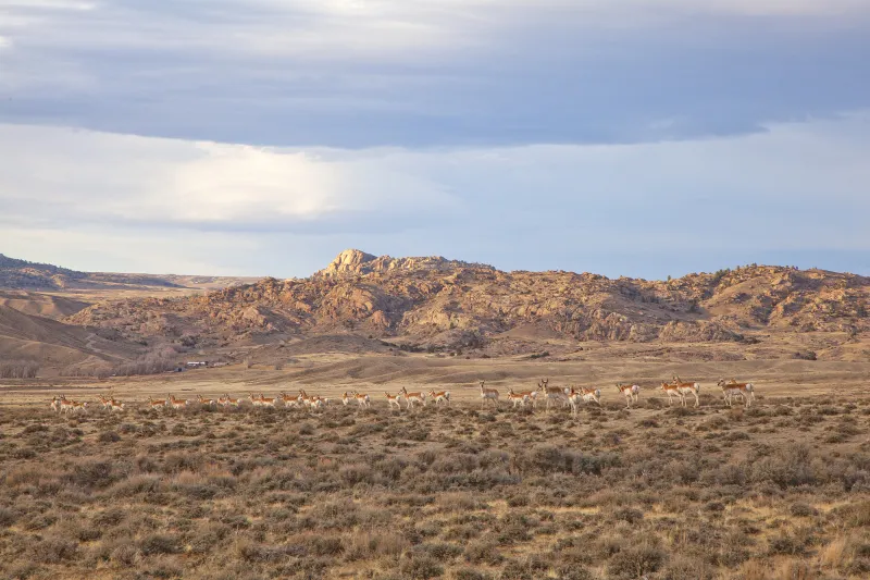 The plight of the pronghorn: Part 1