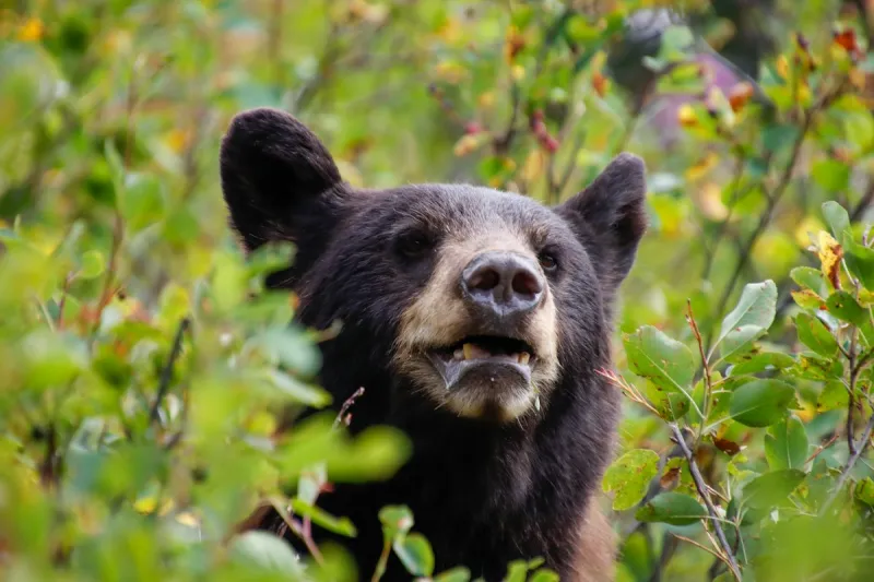 Secure Your Home To Fend Off Hungry Wyoming Bears