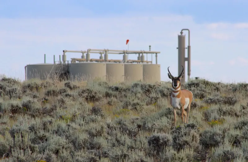 Malnutrition killed Wyoming pronghorn in peak summer as vegetation withered during record heat, severe drought