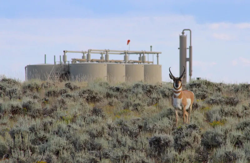 Malnutrition killed Wyoming pronghorn in peak summer as vegetation withered during record heat, severe drought