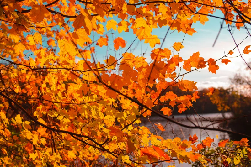Interactive Maps To Find Wyoming's Perfect Fall Colors