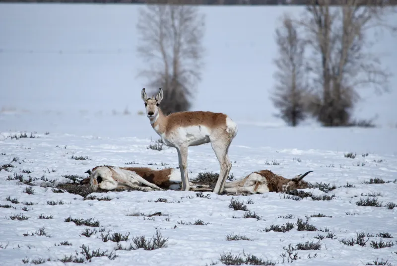 The plight of the pronghorn: Part 2