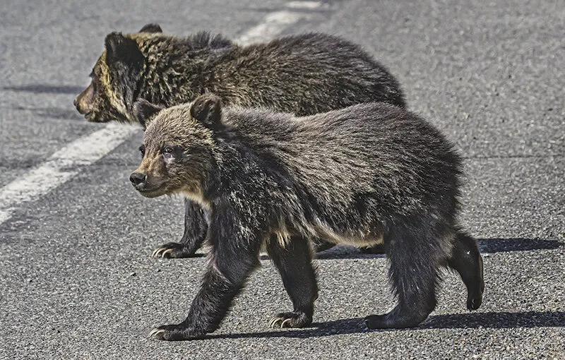 Three more grizzly bears killed on North Fork Highway