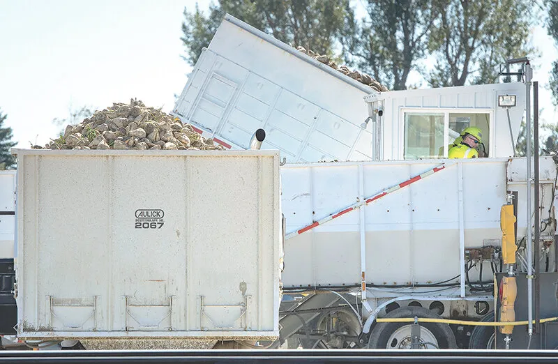 'Late' sugar beet dig starts early
