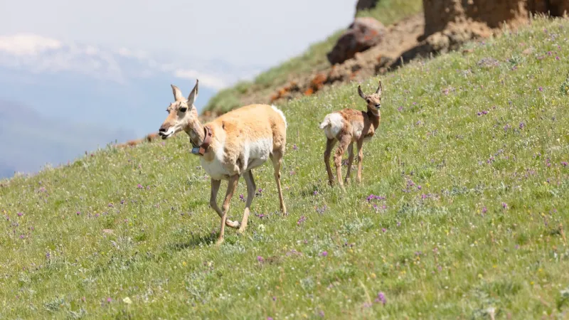 WGFD asks hunters to avoid harvesting big game with GPS collars if possible