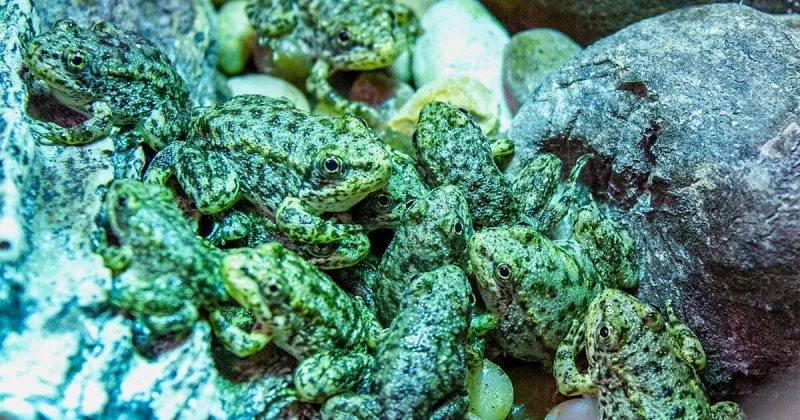 An endangered frog nursery in LA cares for hundreds of tadpoles until they're ready for the wild