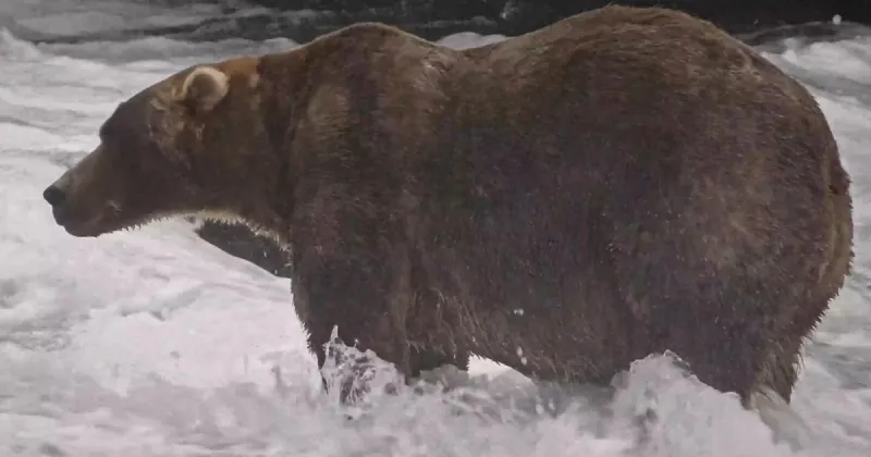 Gentle giant Backpack declared winner of Alaska's Fat Bear Week
