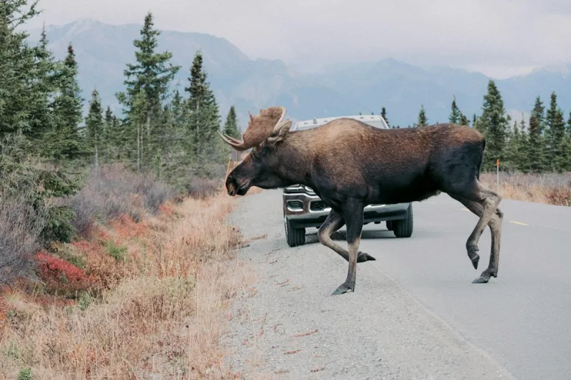 Size Matters When Hunting Wyoming's Diverse Big Game Populations
