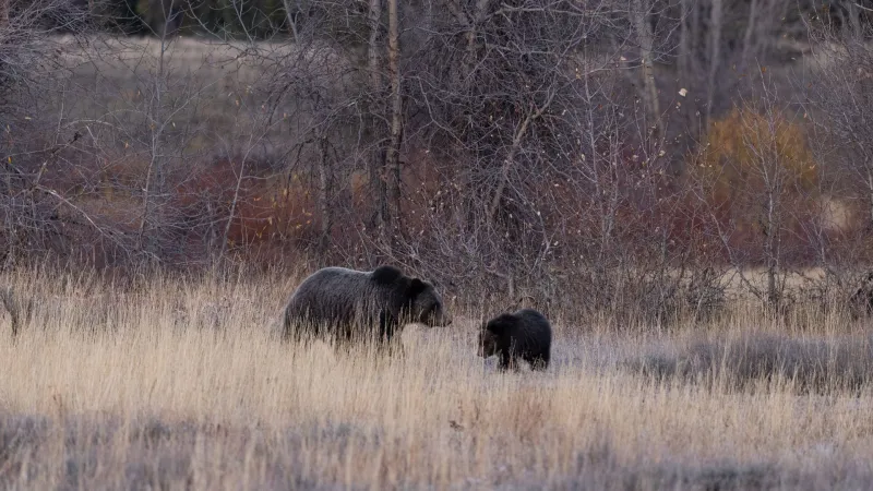 How creation of bear spray intersected with bear management in Yellowstone