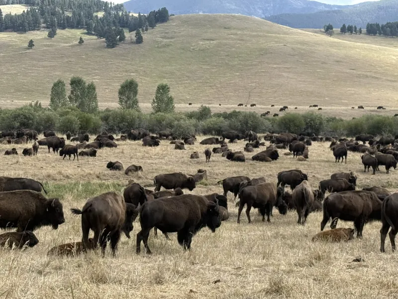 What makes Yellowstone unique is at risk