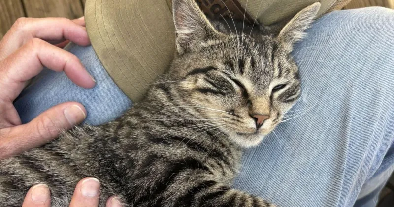 PAWS suspends shelter services for Teton County, Idaho, deputies amid funding dispute