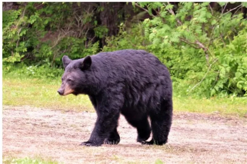 Albany County Sheriff's Office Posts Bear Burglary Video
