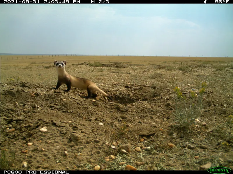 Black-footed ferrets aren't thriving anywhere, but in Wyoming's Shirley Basin they're faring OK and even dispersing
