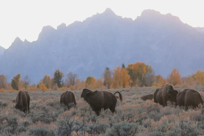 A universally panned Grand Teton ballpark plan is dead. Let's keep it buried.