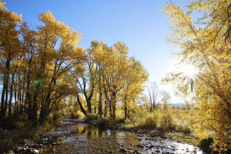 SNAPPED: Golden leaves brighten valley
