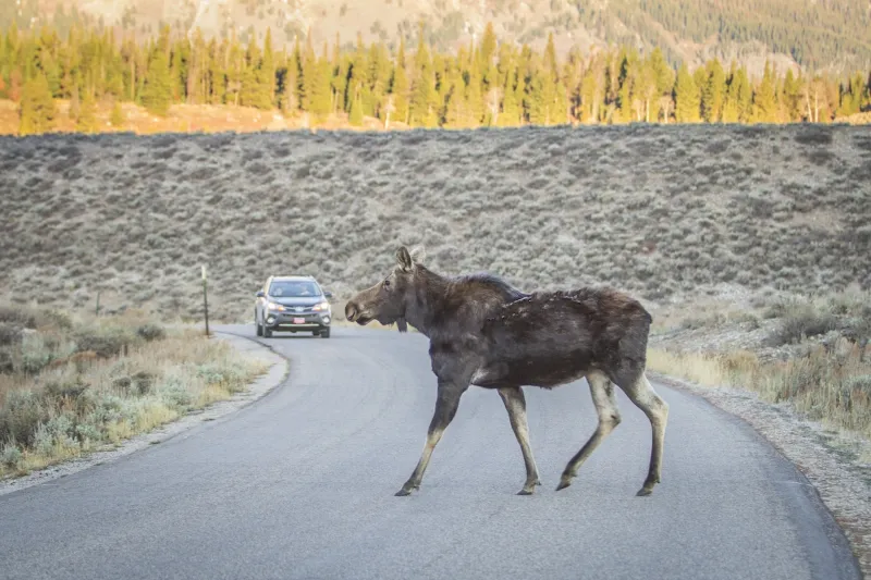 Teton County opposes Grand Teton pathway project revived by Trump administration