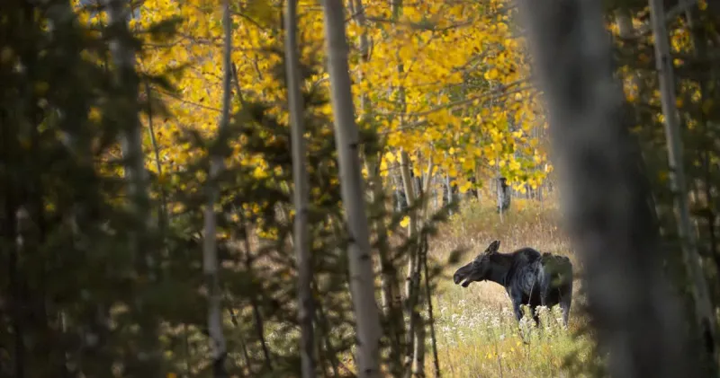 Wildlife presence adds aura to outdoors