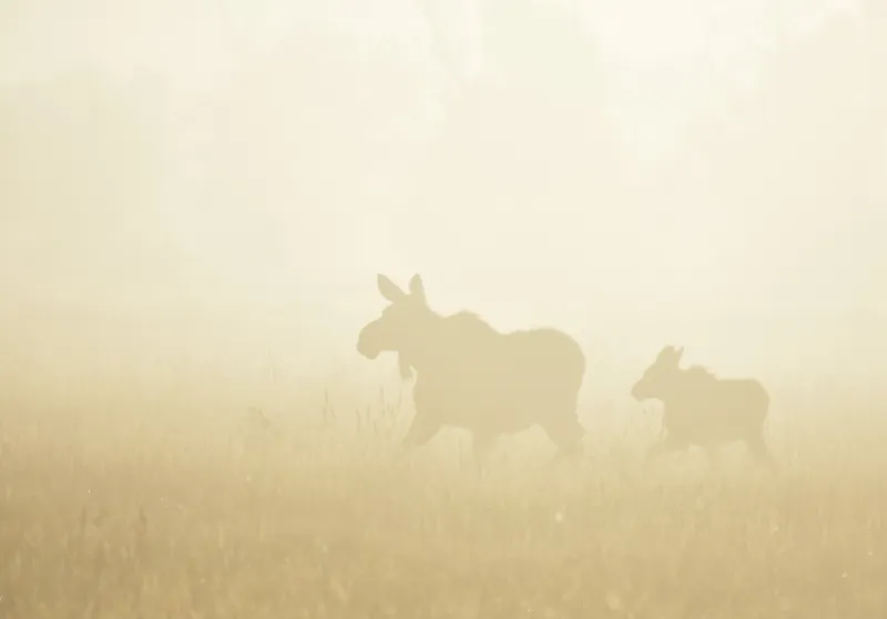 Judge jails man in moose abuse case and warns: Wyoming values wildlife