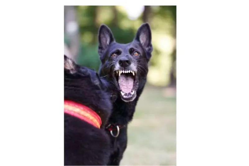 Dog Attacks Process Server, Prompting Safety Reminder