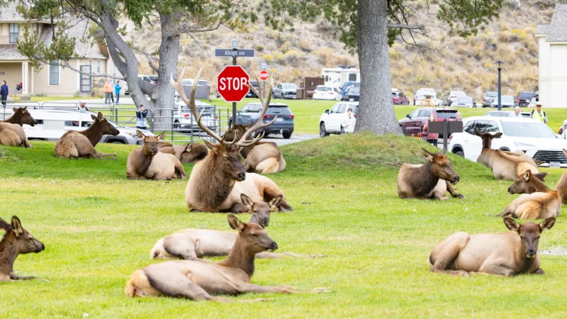 Yellowstone visitation: September sees 3% bump