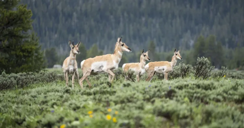 Jackson Hole pronghorn begin rebound