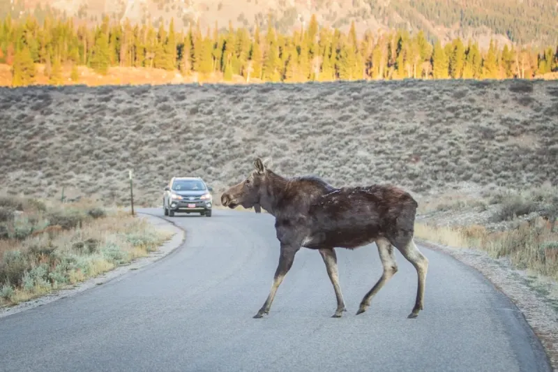 Teton County opposes Grand Teton pathway project revived by Trump administration