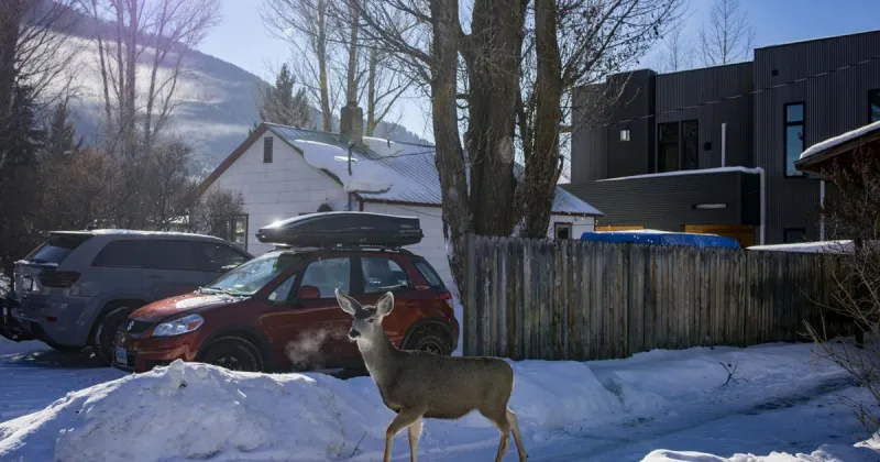 Town trying to figure out wildlife-friendly fencing