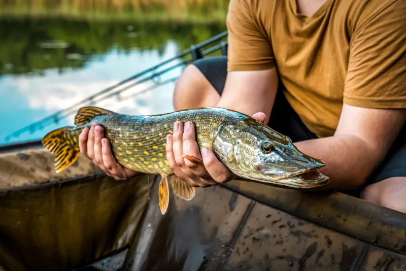 Illegally released northern pike found in Lake DeSmet