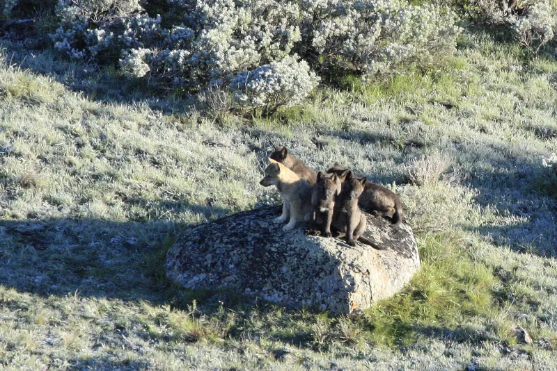 Yellowstone wolves struggle to produce pups, again, but don't blame disease this time