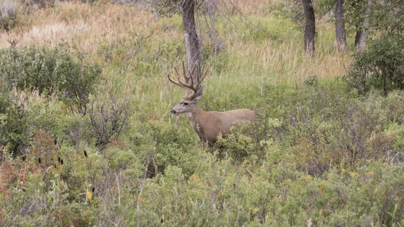 WGFD crowdsourcing details of illegally shot mule deer buck