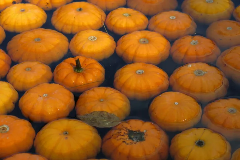 Casper Families Invited To Jack O'Lantern Jog And Pumpkin Plunge