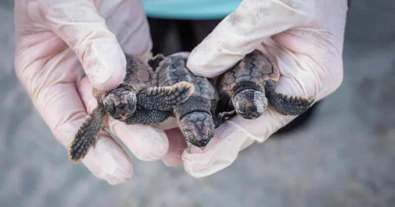 Peek inside Georgia's record-setting sea turtle nesting season