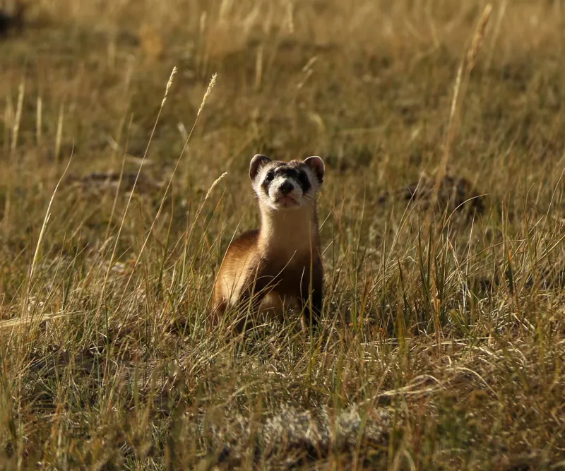 No black-footed ferrets found in Meeteetse, 40 years after a rescue saved the species